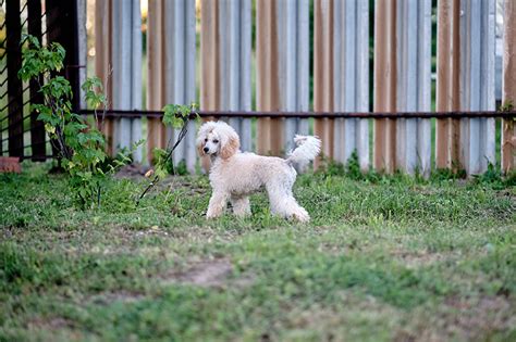 invisible fence keeps beeping